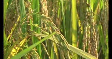 Olgun sarı pirinç tarlası