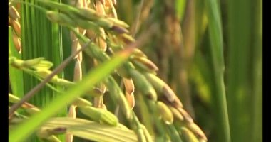 Olgun sarı pirinç tarlası