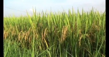 Olgun sarı pirinç tarlası