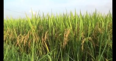 Olgun sarı pirinç tarlası