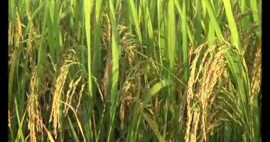 Olgun sarı pirinç tarlası