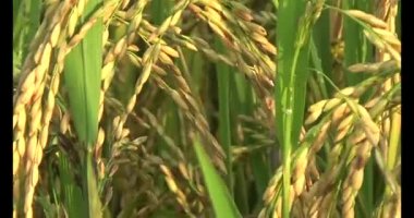 Olgun sarı pirinç tarlası