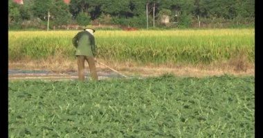 Olgun sarı pirinç tarlası