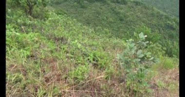 Şifalı bitkiler için dağa tırman.