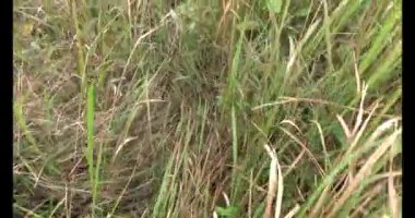 Şifalı bitkiler için dağa tırman.