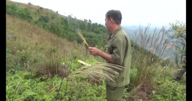 20 Kasım 2024, Haiduong, Vietnam. Bunlar tıptan anlayan adamlar. Onlar şifalı bitkiler.