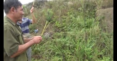 Şifalı bitkiler için dağa tırman.