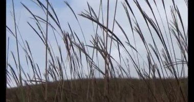 Şifalı bitkiler için dağa tırman.