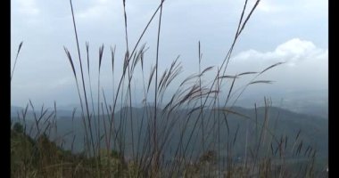 Şifalı bitkiler için dağa tırman.