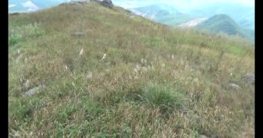 Şifalı bitkiler için dağa tırman.