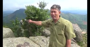 20 Kasım 2024, Haiduong, Vietnam. Bunlar tıptan anlayan adamlar. Onlar şifalı bitkiler..