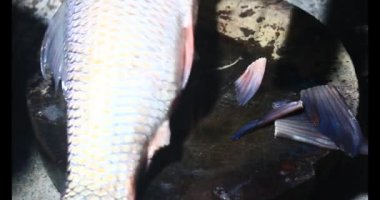 Balık çorbası pişir. Balığı temizle. Parçalara ayırmak için bıçak kullan. Yemek yaparken domates ve baharatlı kızartma ekleyin.