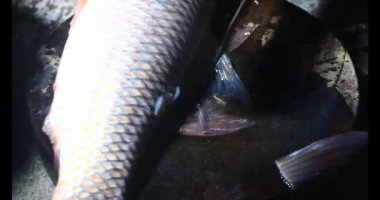 Balık çorbası pişir. Balığı temizle. Parçalara ayırmak için bıçak kullan. Yemek yaparken domates ve baharatlı kızartma ekleyin.