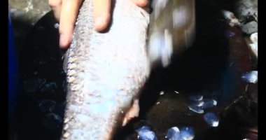 Balık çorbası pişir. Balığı temizle. Parçalara ayırmak için bıçak kullan. Yemek yaparken domates ve baharatlı kızartma ekleyin.