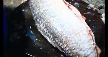 Balık çorbası pişir. Balığı temizle. Parçalara ayırmak için bıçak kullan. Yemek yaparken domates ve baharatlı kızartma ekleyin.