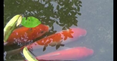 Japon balığı gölette yüzüyor.