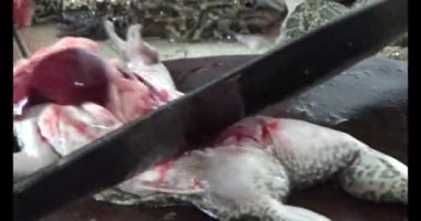 Pişirecek kurbağa eti 