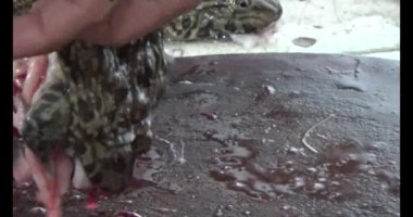 Pişirecek kurbağa eti 