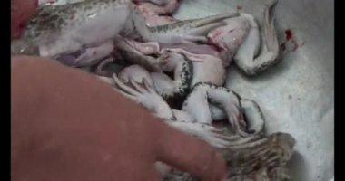 Pişirecek kurbağa eti 