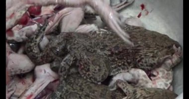 Pişirecek kurbağa eti 