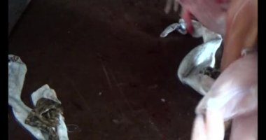 Pişirecek kurbağa eti 