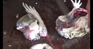 Pişirecek kurbağa eti 