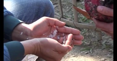 Kafeste horoz dövüşü. Bu horoz dövüşlerinde kullanılan bir tavuk türüdür. Çok güçlüler ve çok sıkı savaşıyorlar.. 