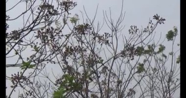 Bahçedeki çiçekler