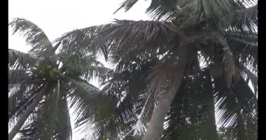 Bahçedeki çiçekler