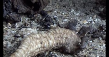 Mısır ve pilavdan patlamış mısır