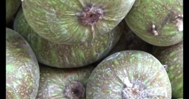 incir ağacı üzerinde