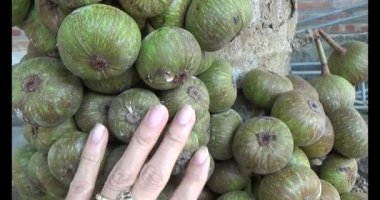 incir ağacı üzerinde