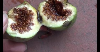 incir ağacı üzerinde