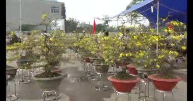 23 Kasım 2024, Haiduong, Vietnam. Vietnam 'da Yeni Yıl