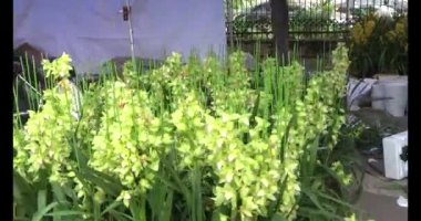 23 Kasım 2024, Haiduong, Vietnam. Vietnam 'da Yeni Yıl