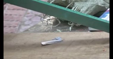 Pirinç unlu küf hayvanları