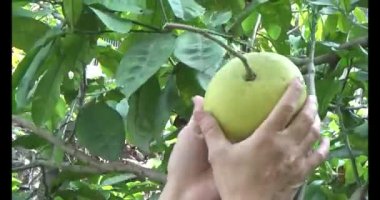 Olgun greyfurt. Olgun greyfurt ağaçtan toplanır. Greyfurt bir bambu sepetine konur. Greyfurt kıvrılmış..