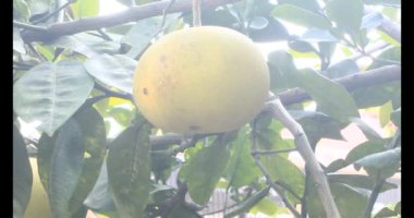 Olgun greyfurt. Olgun greyfurt ağaçtan toplanır. Greyfurt bir bambu sepetine konur. Greyfurt kıvrılmış..