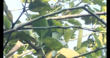 Olgun greyfurt. Olgun greyfurt ağaçtan toplanır. Greyfurt bir bambu sepetine konur. Greyfurt kıvrılmış..