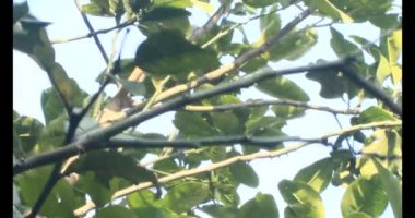 Olgun greyfurt. Olgun greyfurt ağaçtan toplanır. Greyfurt bir bambu sepetine konur. Greyfurt kıvrılmış..