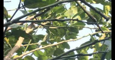 Olgun greyfurt. Olgun greyfurt ağaçtan toplanır. Greyfurt bir bambu sepetine konur. Greyfurt kıvrılmış..