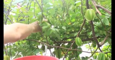 Tabakta yıldız meyvesi