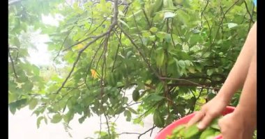 Tabakta yıldız meyvesi