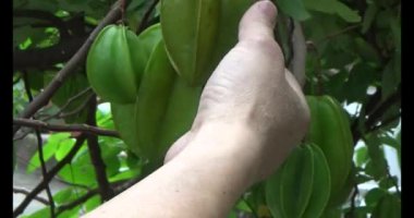 Tabakta yıldız meyvesi