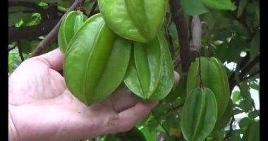 Tabakta yıldız meyvesi