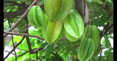 Tabakta yıldız meyvesi