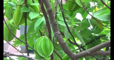 Tabakta yıldız meyvesi