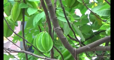 Tabakta yıldız meyvesi