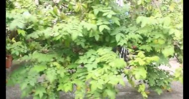 Tabakta yıldız meyvesi