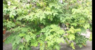 Tabakta yıldız meyvesi